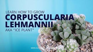 Corpuscularia lehmannii "Ice Plant" has a deceptive name