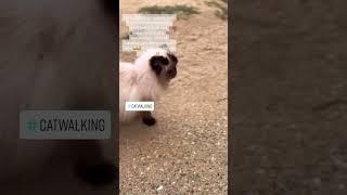 Come take my cat for a walk; it’s fun and you deserve a break️ I’m not sure why but my ragdoll cat