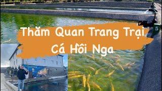 Tham Quan Trang Trại Cá Hồi Nga. Thử Thách Câu Cá Hồi Và Cái Kết