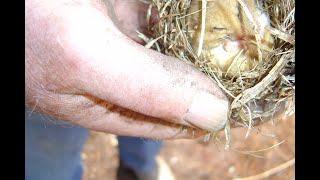 Sickle the Grass and find a Doormouse!