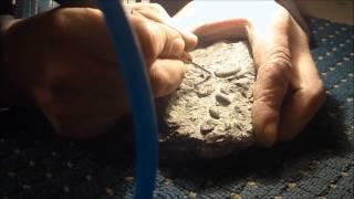 Fossil Preparation of a Ammonite multi block Part 1