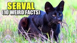 Serval  (10 FACTS You NEVER KNEW)