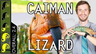 Caiman Lizard, The Best Pet Lizard?