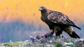 Golden Eagle: King of the Mountains