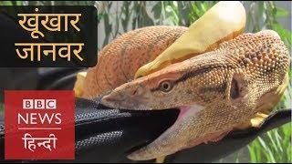 Dealing with Deadly Spiders, Scorpions and Snakes in Afghanistan (BBC Hindi)