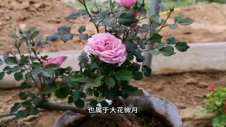 月季无根嫁接和有根嫁接优缺点，选择好砧木和时间成活率高成型快