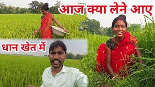 आज क्या लेने आए हैं धान खेत में#ajayanjuvlogs #villagelife