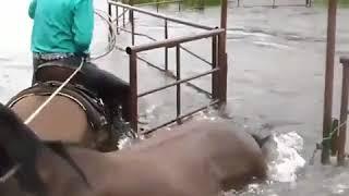 Two men on horseback rescuing a horse trapped in rising  floodwaters in Cleveland, Texas.