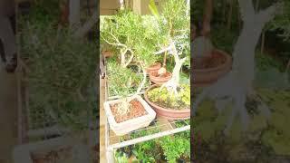 Bonsai Trees for sale in Diyatha Market Showcases  #shorts