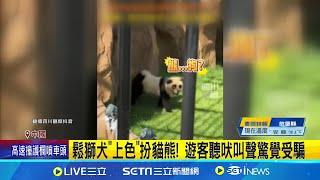 中國動物園無極限! 鬆獅犬染色扮"國寶"騙票 鬆獅犬"上色"扮貓熊! 遊客聽吠叫聲驚覺受騙 │【國際焦點】20240921│三立新聞台