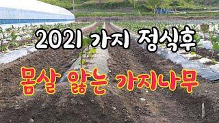 가지정식 후 몸살앓는 가지나무 [39] #농사이야기  #가지정식 #가지농사