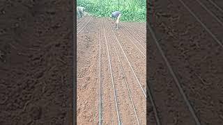 How  to  plant onion seeds #farming