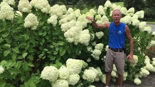 Little Lime Hydrangea