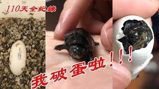 紅面蛋龜孵化全紀錄(修補裂蛋)(人工破殼)【九桃分享養爬蟲-《Reptiles》】