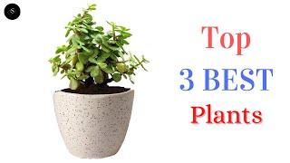 Best 3 Plants Self Watering Pot 2022 @sunmatin1035