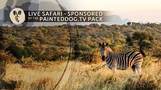 LIVE Safari Sponsored by the Painteddog.tv Pack | 11 October 2024