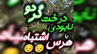 اگر تصمیم داری درختان گردو را هرس کنی،این ویدئو را ببین