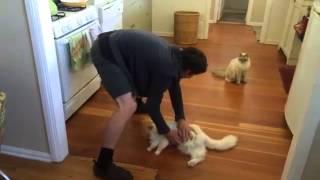 Richard the Ragdoll cat loves sliding on the floor