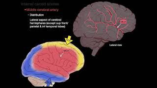 Blood supply to the brain | ceberal circulation