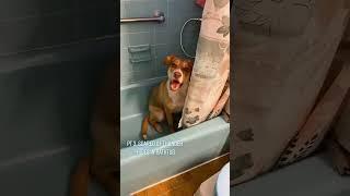 Dogs are afraid of thunder.#dog#funny#funnyanimals#funnypets#animals  #pet #foryou #longervideos