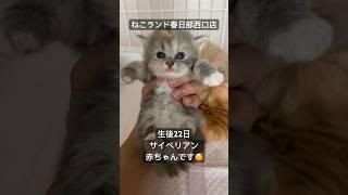 【子猫産まれました】サイベリアンの赤ちゃん #ねこランド #春日部 #ペットショップ #shorts