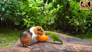 (No Ad Interruptions) Cat TV for Cats to Watch Cute Little Birds with Squirrel-mania️10 Hrs 4K HDR