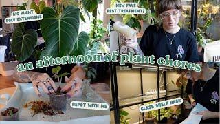  plant chores  diatomaceous earth for pests, rare plant repots, improving plant shelf, & more!