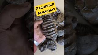 что внутри АММОНИТА? ч.1 #минералы #камнемания #золото #gold #окаменелости #wood #woodworking