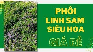 Phôi Linh Sam siêu hoa Giá Rẻ I Dương Cây Cảnh