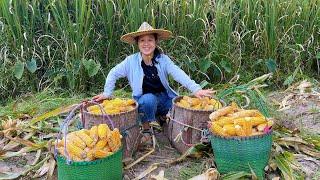 The mother-in-law and daughter-in-law harvested corn and made corn buns,they ate them deliciously