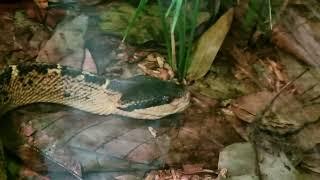 Black-headed bushmaster