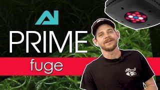 Prime Fuge Review: The Best Refugium Light We've Ever Tested—Grow Macroalgae FAST!