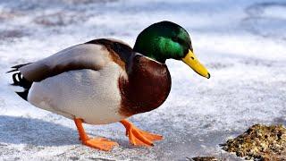 5 Incredible Duck Facts! | • All types of ducks have waterproof feathers | warm-blooded animals