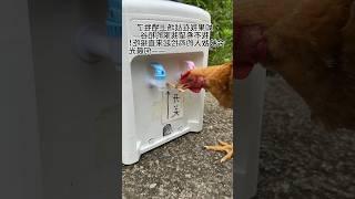 Chicken feeding system in China #animals #bird #shorts