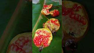 ngupas buah delima #shorts#short#youtubeshorts#trending#buahbuahan#cuttingfruit#buahdelima#feed#fyp