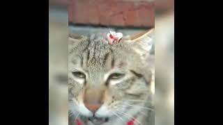 The reaction of the cat after putting his hair on it
