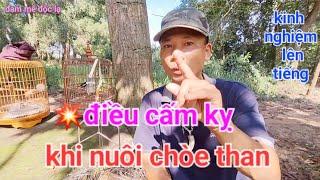 Điều Cấm Kỵ Tuyệt Đối Khi Nuôi Chòe Than | đam mê độc lạ