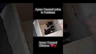 Ayam Cemani Price In Pakistan  ️  Ayam Cemani Chicken    Ayam Cemani Hen    Ayam Cemani Chicks 