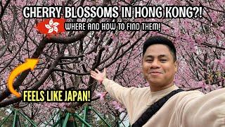 CHERRY BLOSSOMS IN HONG KONG! | HOW TO GET HERE AND WHERE TO FIND THEM? | JAYBEE DOMINGO