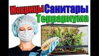 САНИТАР ТЕРРАРИУМА! (БЕЛАЯ, карликовая, ТРОПИЧЕСКАЯ, МОКРИЦА)Trichorhina tomentosa