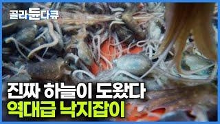 Technicians who sweep up octopuses worth 15,000 won each