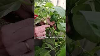 формирование перца #дачныесоветы #формированиеперца