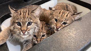 We’re So Back. (3 More Bobcats)