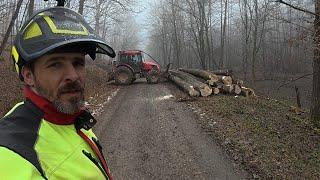 Logging and thicker aspen again in a smaller stand, Amles, MS 361, Zetor, Forestwork