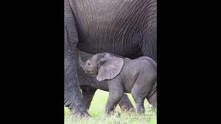 Benti the baby elephants first feed #elephant #protectwildlife #animalrights #babyelephants