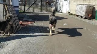 Illyrian shepherd dogs at work