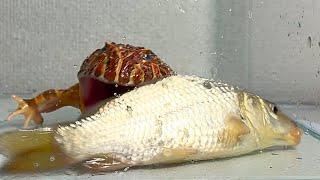 I want to eat a carp twice as large as my body/ Pacman frog , African bullfrog【LIVE FEEDING】