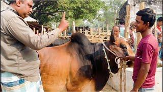 বাক প্রতিবন্ধীর সাথে কিভাবে দর কসা-কষি করছেন আতাউর ভাই।। কেমন দামে ষাঁড় গরু ক্রয় করছে।।