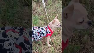 Сшила идеальное платье для чихуахуа  #собака  #одеждадлясобак #dogs #doglover #dogclothes #чишка