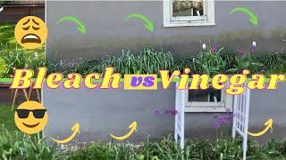 How to Remove Moss & Green Algae on Walls! Bleach vs Vinegar